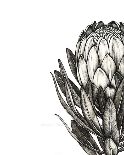 Protea | Follow @studio.paperwhite on Instagram for more | Protea art ...