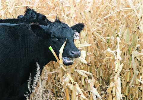 Making corn strip-grazing work | The Western Producer