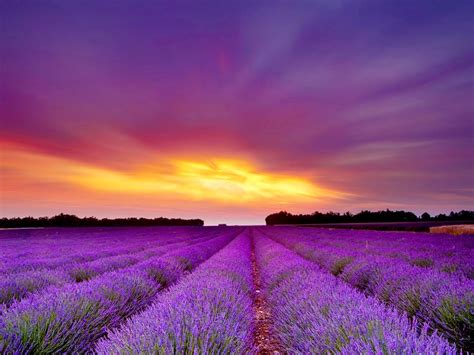 Lavender Field Sunset | Success With Stacey Hall