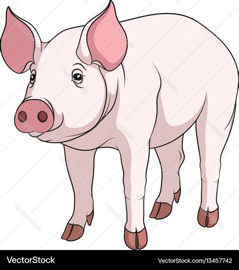 Color of a pig Royalty Free Vector Image - VectorStock