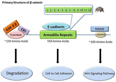 The primary structure of β-catenin and its relevant binding sites.... | Download Scientific Diagram