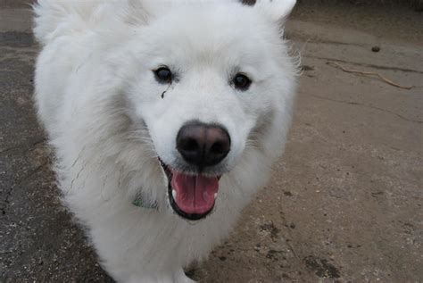 Samoyed Smile | Flickr - Photo Sharing!