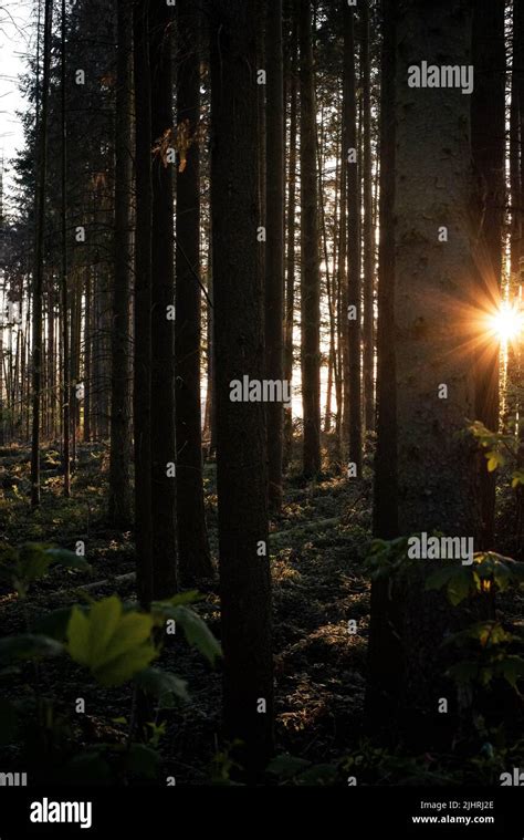 The tall trees in a forest during sunset Stock Photo - Alamy