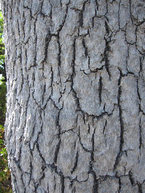 white oak bark | Flickr - Photo Sharing!