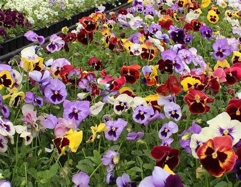 Pansy Edible Flowers | Nurtured in Norfolk