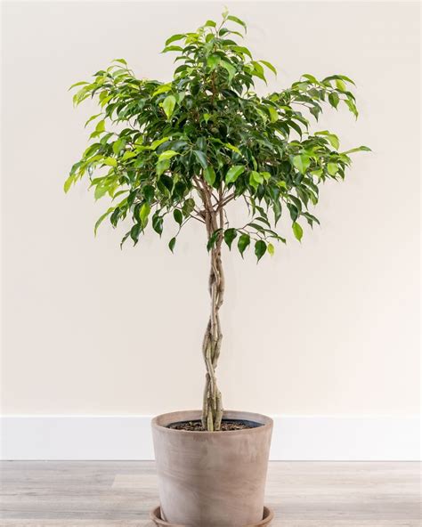 Buy Ficus Benjamina 'Wintergreen', Weeping Fig Tree Online | Tall indoor plants, Ficus tree ...