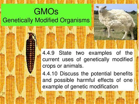 Top 186+ Examples of gmo plants and animals - Merkantilaklubben.org