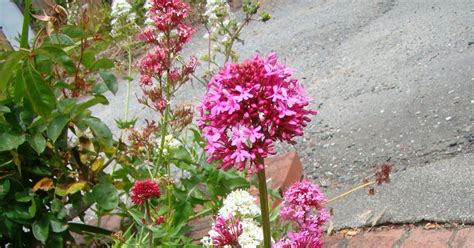 Leaves of Plants: Red Valerian