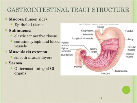 Anatomy and Physiology of GI Tract