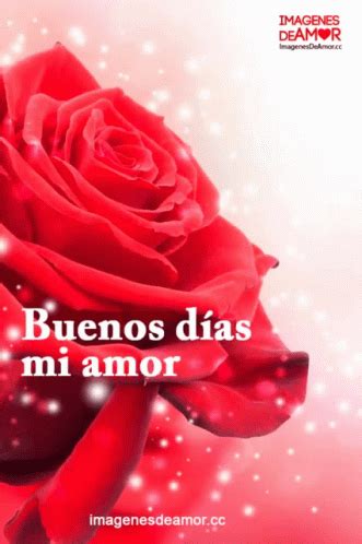 Buenos Días Mi Amor GIF - BuenosDiasMiAmor Rose Love - Discover & Share ...