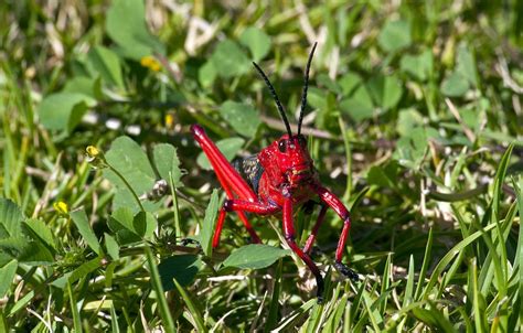 Red Milkweed Locust Insect Animal - Free photo on Pixabay - Pixabay