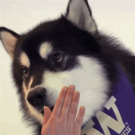 Harry The Husky GIFs - Get the best GIF on GIPHY