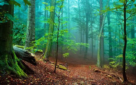 Beautiful Forest Wallpapers - Wallpaper Cave