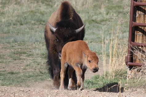 Baby Bison | MowryJournal.com