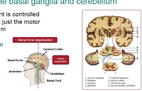 22.10 - Functions of the basal ganglia and cerebellum Flashcards | Quizlet