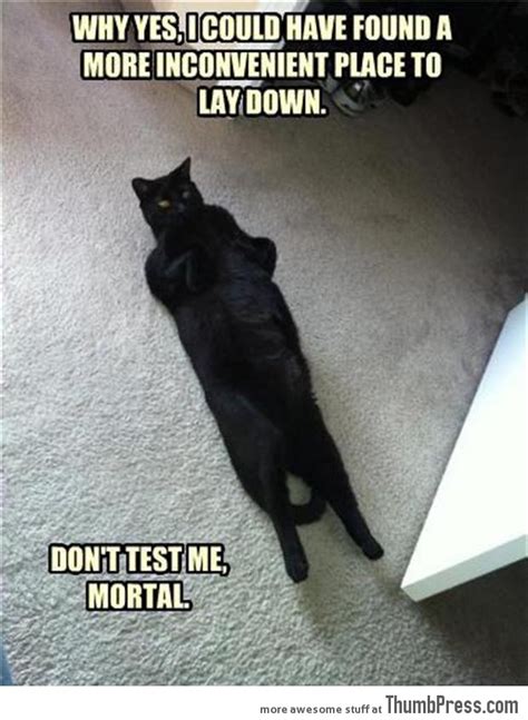 Black Cat Meme / The pet collective is home to the top trending clips, most entertaining memes ...