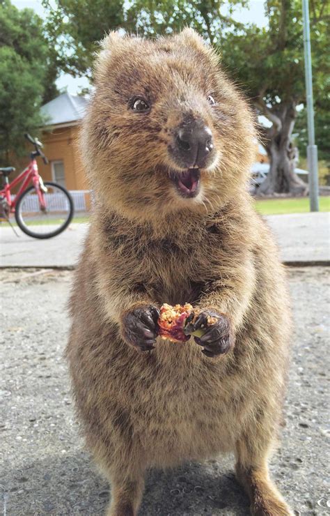 Do fluffies look closer to farm pigs, guinea pigs, or quokka? : r ...