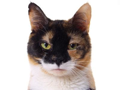 Fascinating Calico Cat Behavior and Personality Traits | LoveToKnow