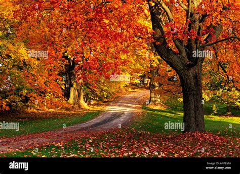 Maple tree with fall foliage, Port William, Nova Scotia, canada Stock Photo - Alamy