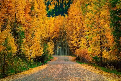 HD wallpaper: Autumn Trees Forest Road Nature Cool, roads | Wallpaper Flare