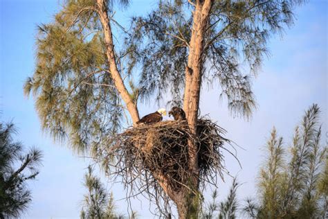 110+ Eagle Feeding Chicks In Nest Stock Photos, Pictures & Royalty-Free ...