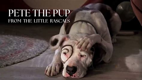 Petey the Pitbull Pup: The Iconic Star of the Little Rascals - YouTube