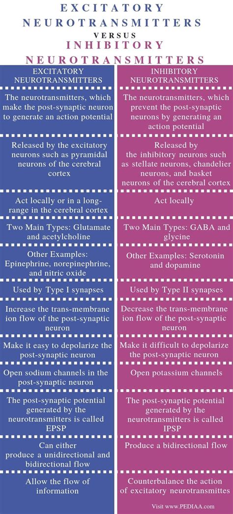 Difference Between Excitatory and Inhibitory Neurotransmitters