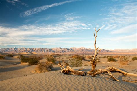 Diverse Deserts of California | Insider Families