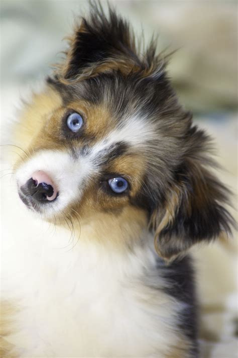 Can All Dog Breeds Have Blue Eyes