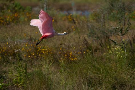 Roseate Spoonbill Photos, Download The BEST Free Roseate Spoonbill ...