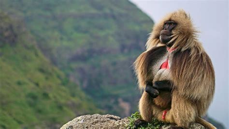 National Geographic Documentary – King of the Mountain Baboons – BBC NatGeo WIld | Buzz Ethiopia