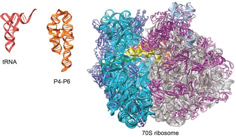 RNA Structure: Reading the Ribosome | Science