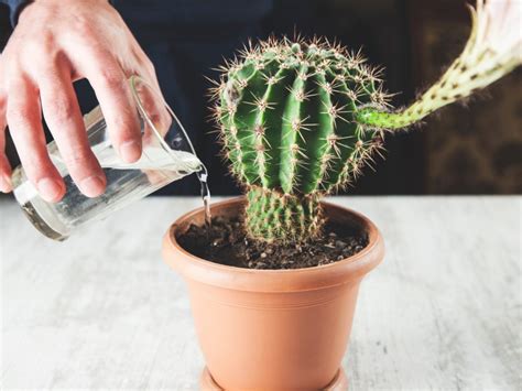 Cactus Plant Watering - How To Water A Cactus Inside And Outdoors | Gardening Know How