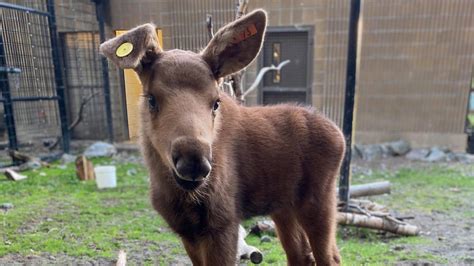 Baby Moose - Their Amazing Growth From Calves to Adults