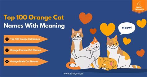 100 Best Orange Cat Names With Meaning - Drlogy Cat Names