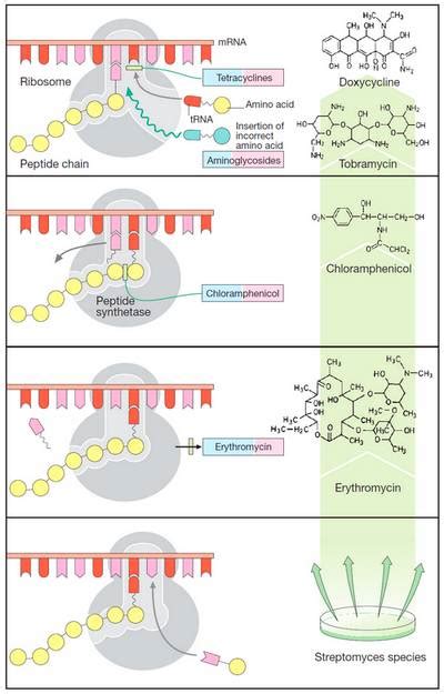 Antibiotics: Inhibitors of Protein Synthesis – Medchrome