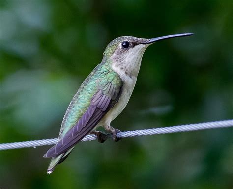 Colibri Trochilidae Oiseau Des - Photo gratuite sur Pixabay