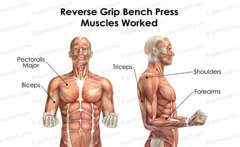 The Ultimate Guide To The Reverse Grip Bench Press