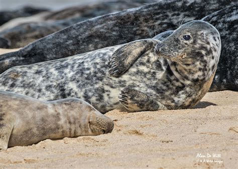 Grey-Seal • Wildlife Photography