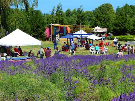 Sequim Lavender Festival | Seattle and Sound