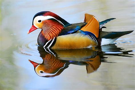 Mandarin Duck Facts: Animals of Asia - WorldAtlas