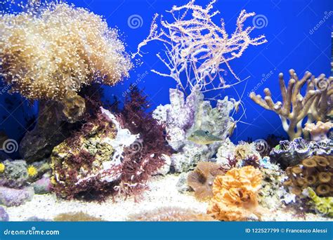 Aquarium stock image. Image of fluval, gravel, fish - 122527799