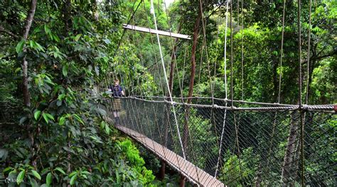 Taman Negara National Park Day Tours - Klook