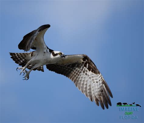 Osprey | Imagine Our Florida, Inc