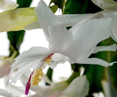 White Christmas Cactus Plant Care Guide - Paisley Plants