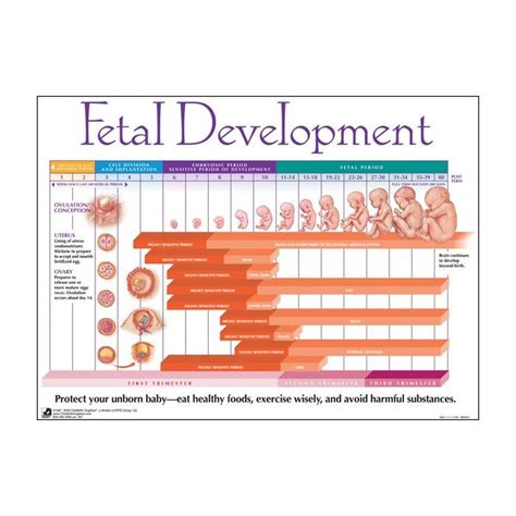 Pin on Fetal Development