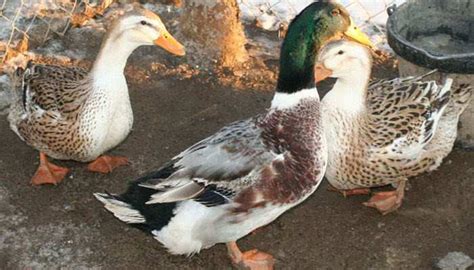 10 Breeds of Domestic Ducks that have become or are Becoming Quit Rare