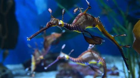 New California sea dragon habitat is among world's largest