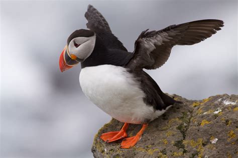 File:Puffin Latrabjarg Iceland.jpg - Wikipedia