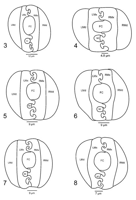 Cross sections by maxillae and mandibulae in scale insects: 3-Orthezia... | Download Scientific ...